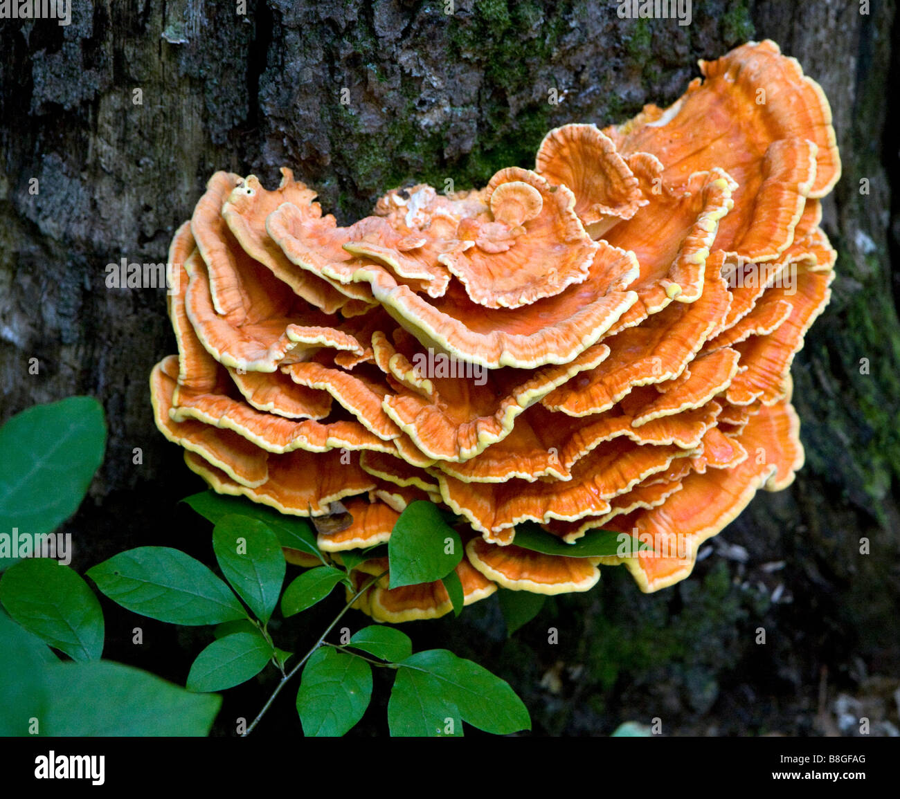 Una coloratissima Laetiporus sulfurei funghi a mensola attaccata ad un caduto e marciume tronco di albero. Foto Stock