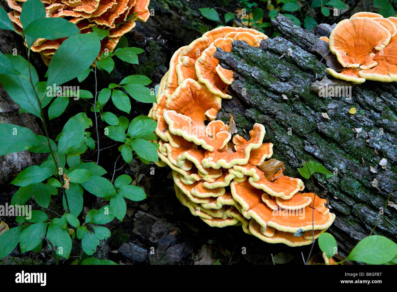 Una coloratissima Laetiporus sulfurei funghi a mensola attaccata ad un caduto e marciume tronco di albero. Foto Stock