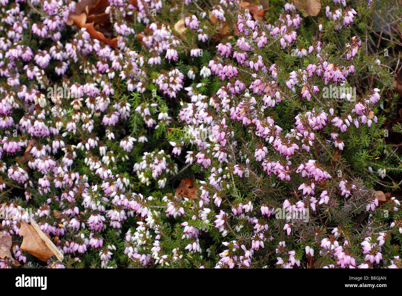 ERICA CARNEA bellezza invernale Foto Stock