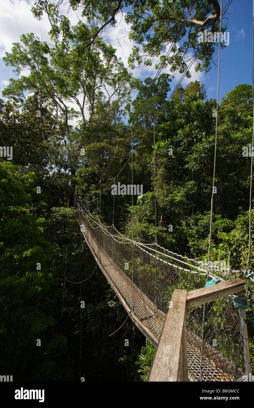 Il Pontile attraverso la foresta pluviale primaria, Iwokrama riserva forestale, Guyana. Foto Stock