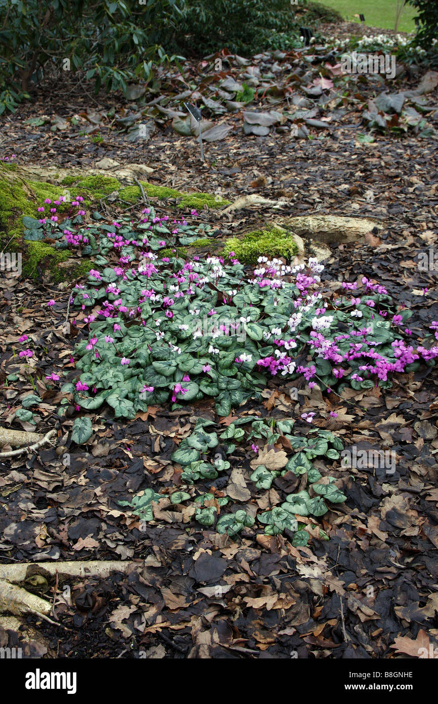 Ciclamino COUM E C COUM ALBUM naturalizzato sotto Pinus sylvestris ad RHS Wisley GARDEN REGNO UNITO Foto Stock