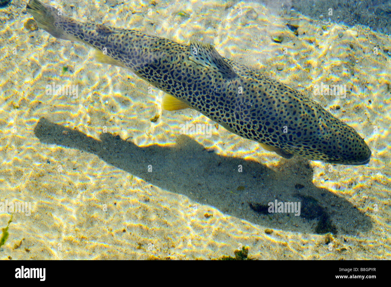 'Brown Trout' 'Salmo trutta' nuoto in acqua oltre il fondo sabbioso con riflessi di luce solare Foto Stock