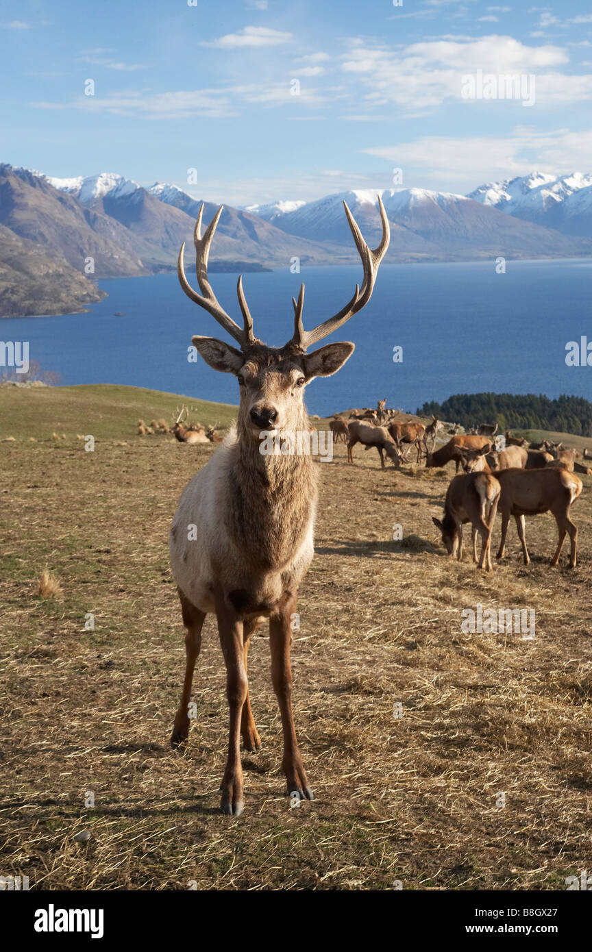 Red Deer Cervus elaphus Deer Park Heights Queenstown Isola del Sud della Nuova Zelanda Foto Stock