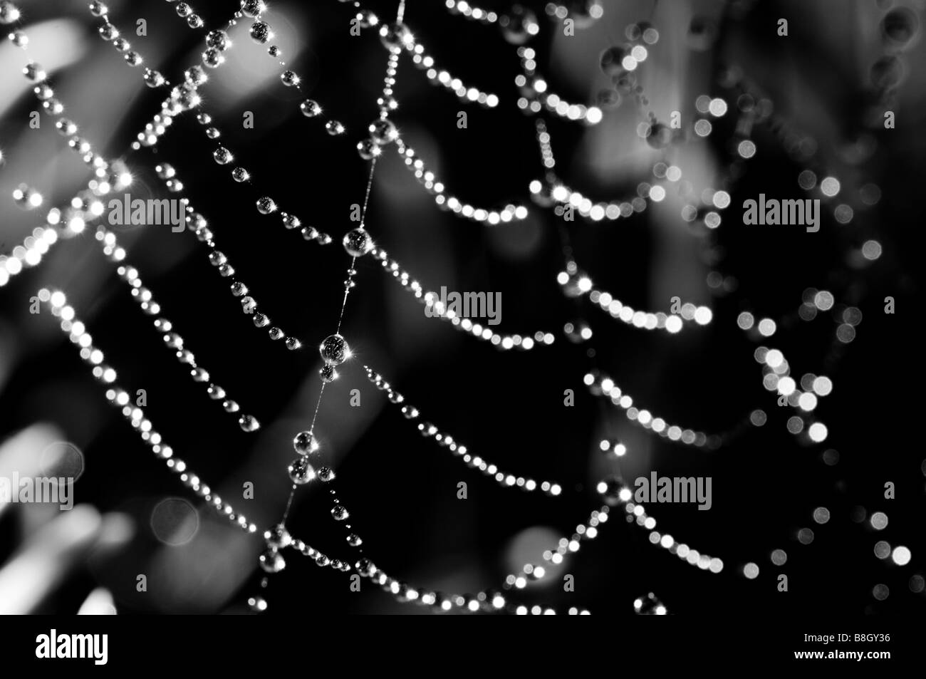 Stringhe di perle sono formate dalla rugiada di mattina su una spider web. Foto Stock