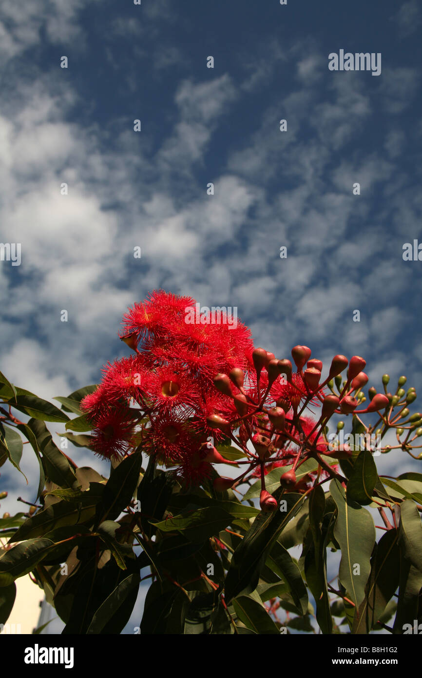 Una fioritura gum contro blu cielo australiano Foto Stock