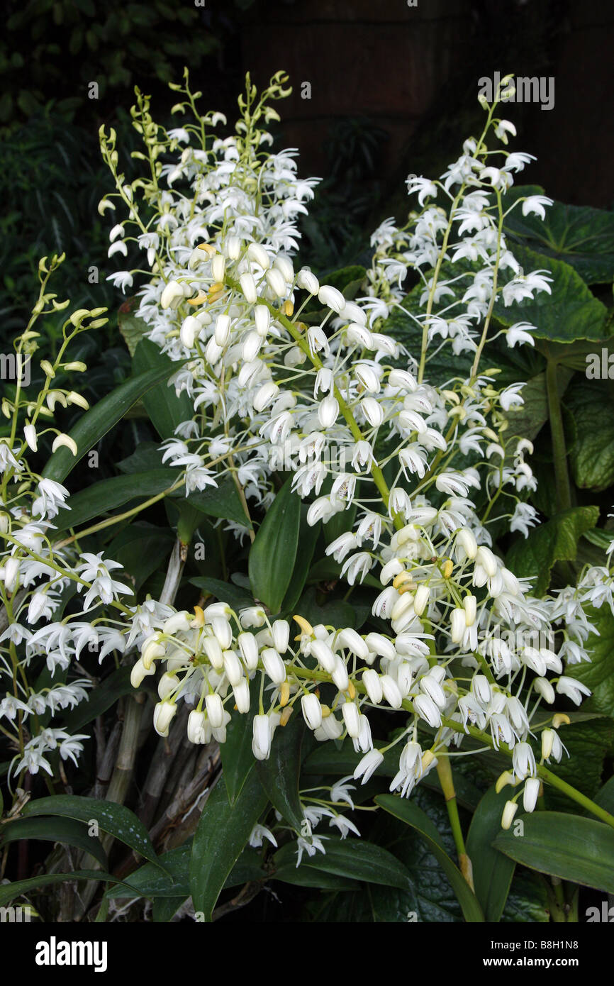 DENDROBIUM SPECIOSUM Foto Stock