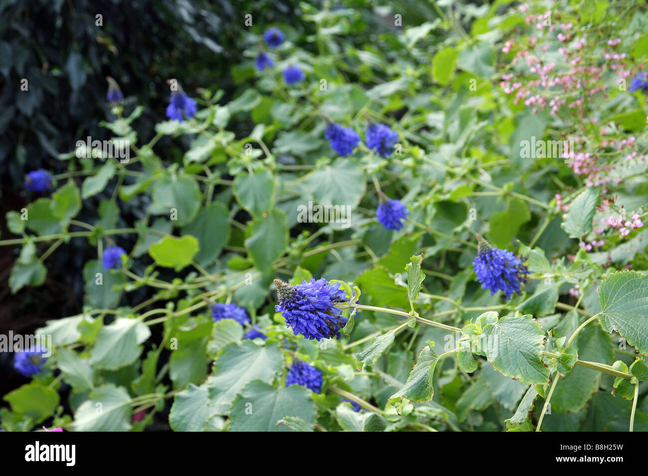 PYCNOSTACHYS URTICIFOLIA A RHS Wisley GARDEN REGNO UNITO Foto Stock