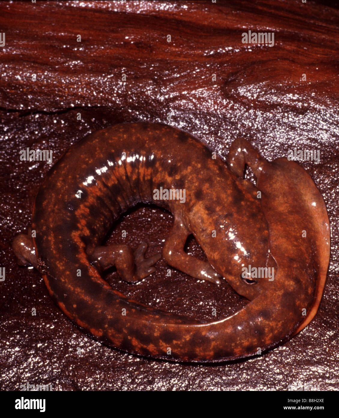 Pachytriton brevipes, paddle-newt coda Foto Stock