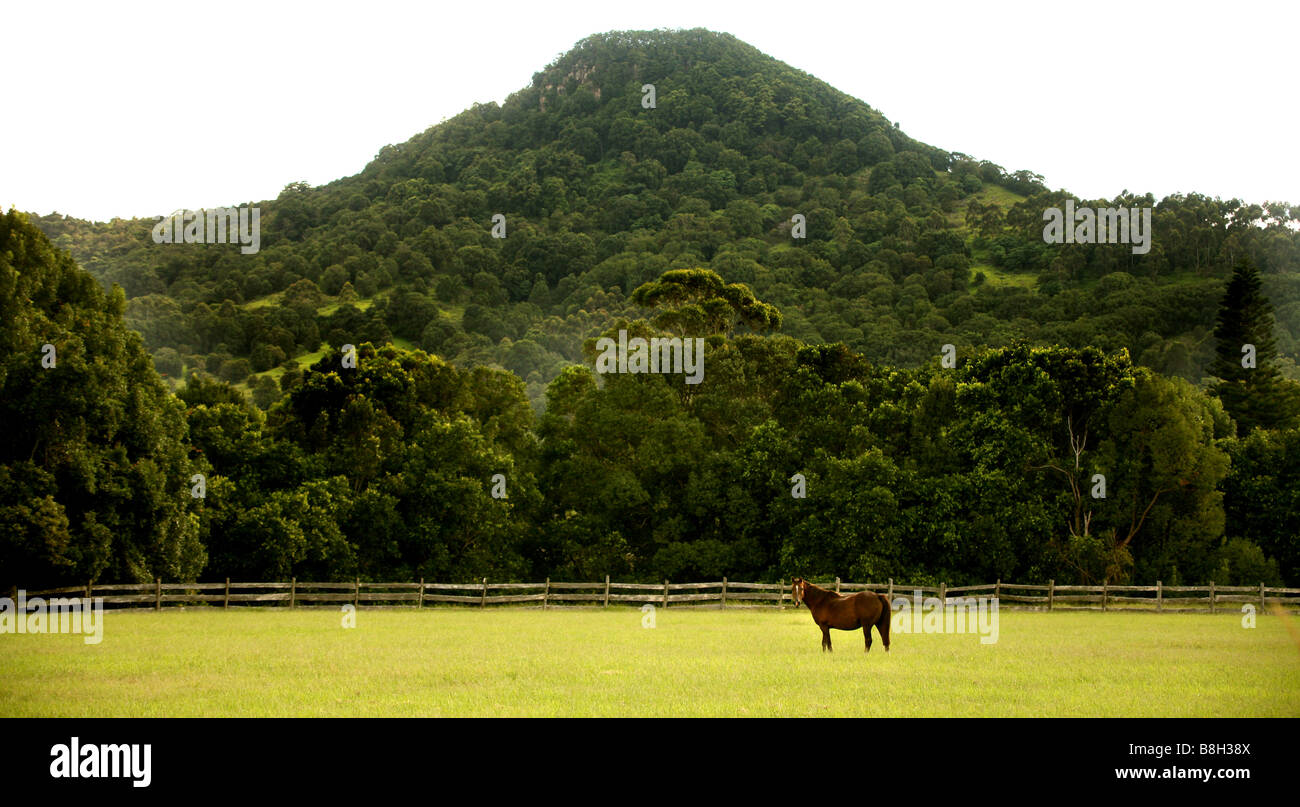 Horse Paddock Mount Chinogan Mullimbimby Australia Foto Stock