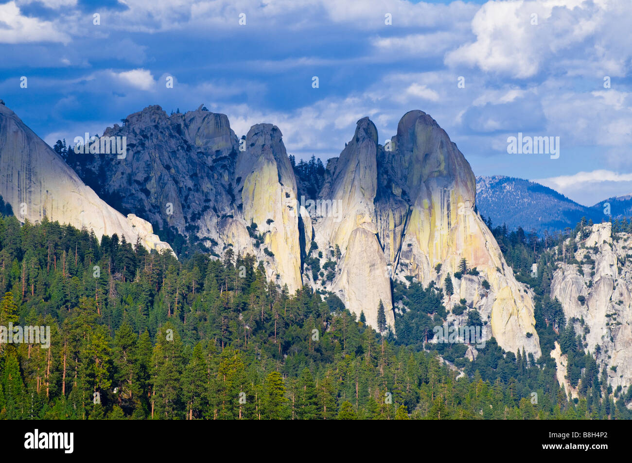 Gli aghi Sequoia National Monument Forest Sierra Nevada California Foto Stock