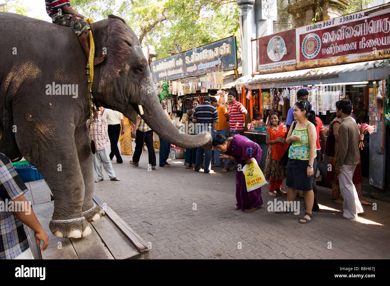 India Pondicherry Sri Vinayagar Manakula Tempio benedizione di elefante adoratore Foto Stock