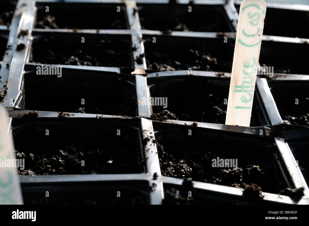 Foto di stock di plastica nera seminiere piantati con cos i semi di lattuga Foto Stock