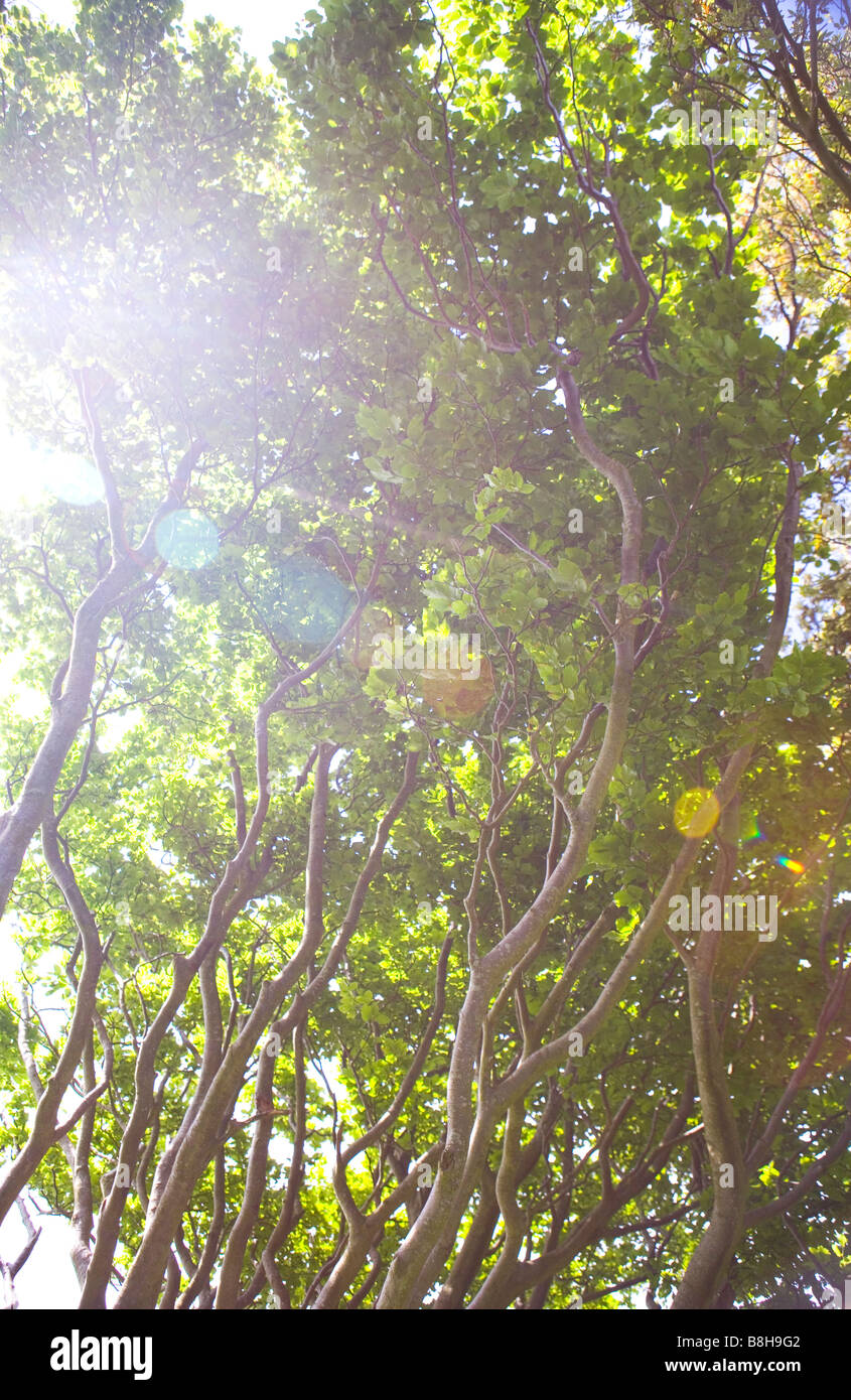 Sun attraverso i rami degli alberi Foto Stock