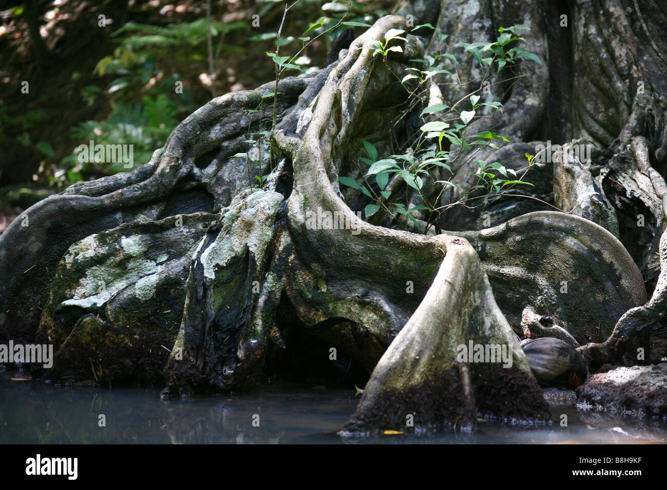 Una struttura ad albero Bloodwood su una sponda del fiume indiano sull'isola dei Caraibi Dominica Foto Stock