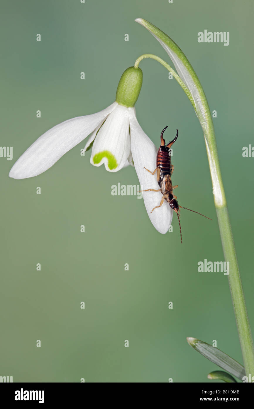 Earwig Forficula auricularia su comuni Snowdrop Galanthus rivalis Foto Stock