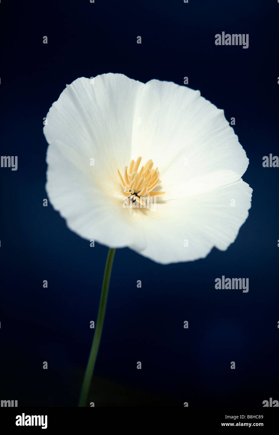 Nome comune: California poppy nome latino:Eschscholzia californica Foto Stock