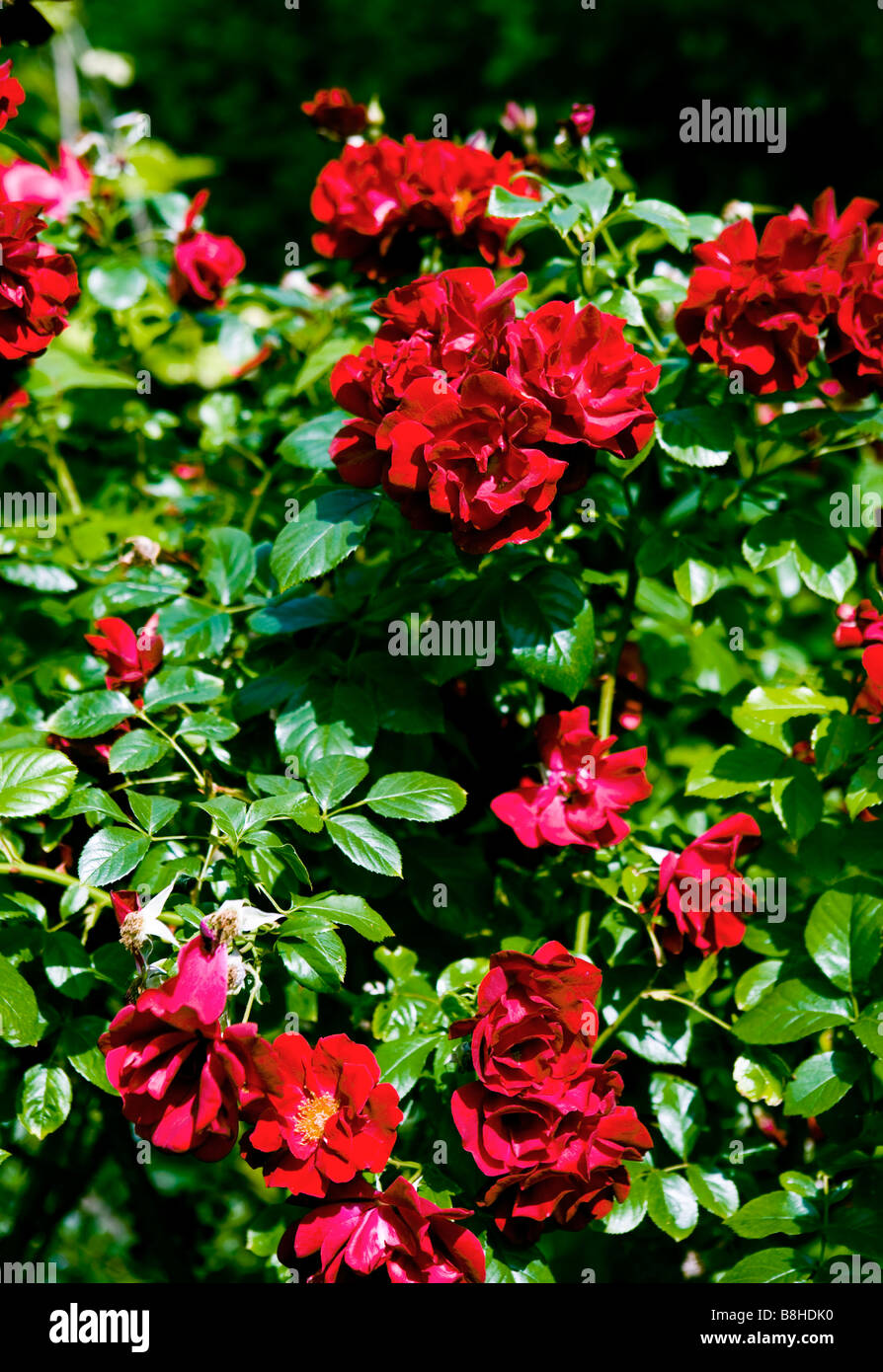 Fioritura di rose rosse Foto Stock