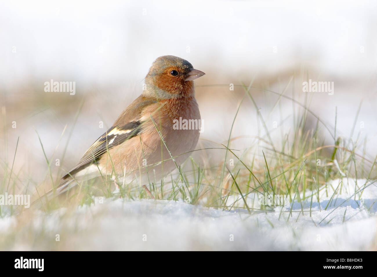 Fringuello nella neve in un freddo inverno è possibile vedere ogni dettaglio della testa Foto Stock
