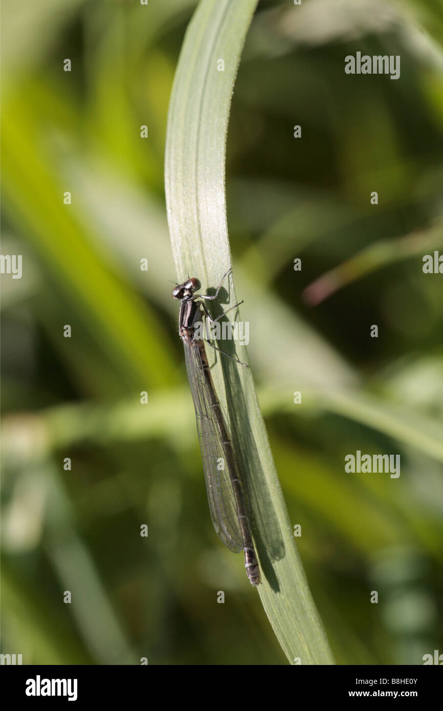 libellula Foto Stock