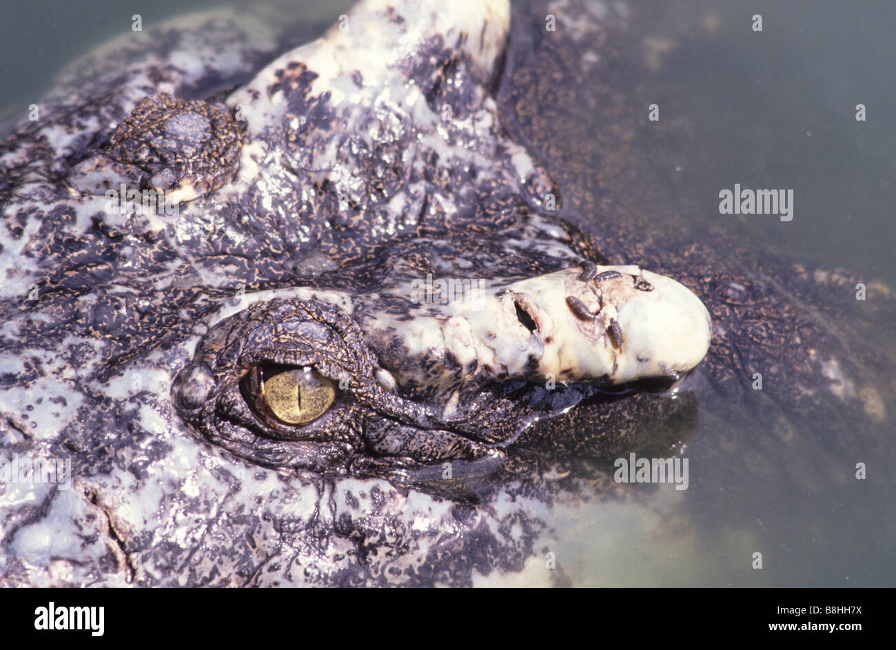 Coccodrillo di acqua salata (Crocodylus porosus) con parassiti (leech) Foto Stock