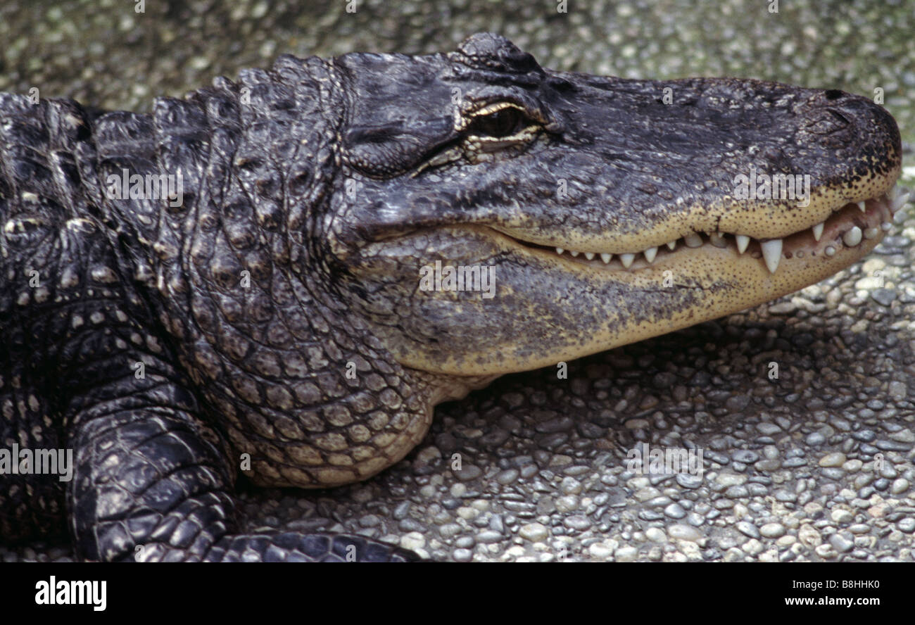 Alligator mississippiensis Foto Stock