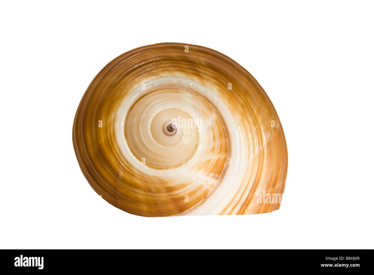 Giant Tun indietro Shell che mostra il design curvo Foto Stock