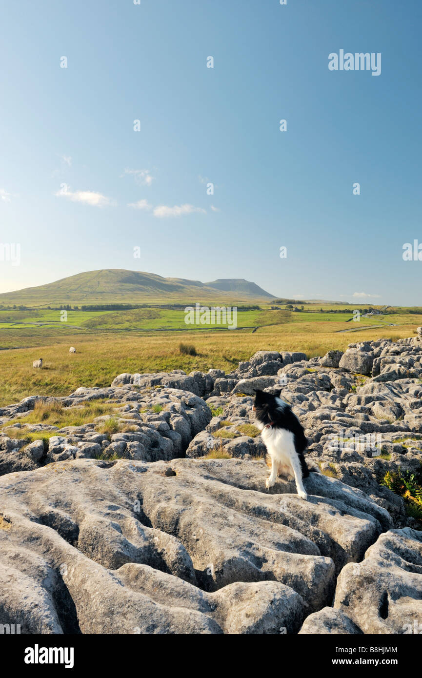 Yorkshire Dales National Park, Inghilterra. Border Collie guardando le pecore sul paesaggio di pietre calcaree a Ribblehead sotto Ingleborough. Foto Stock