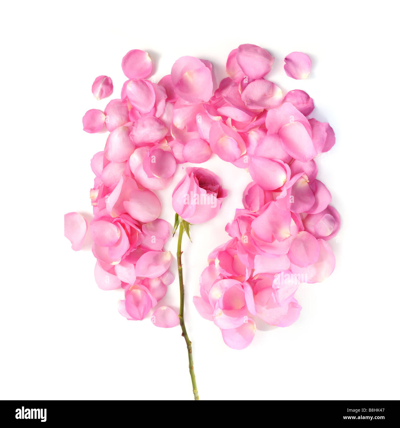 Rosa petali di rose che circonda una rosa - isolato Foto Stock