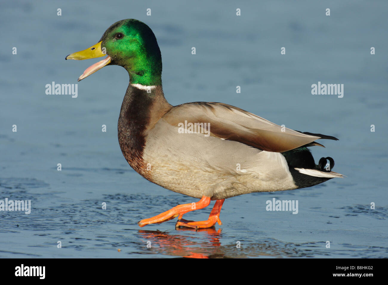 Mallard duck drake camminando sulla laguna gelata Victoria British Columbia Canada Foto Stock