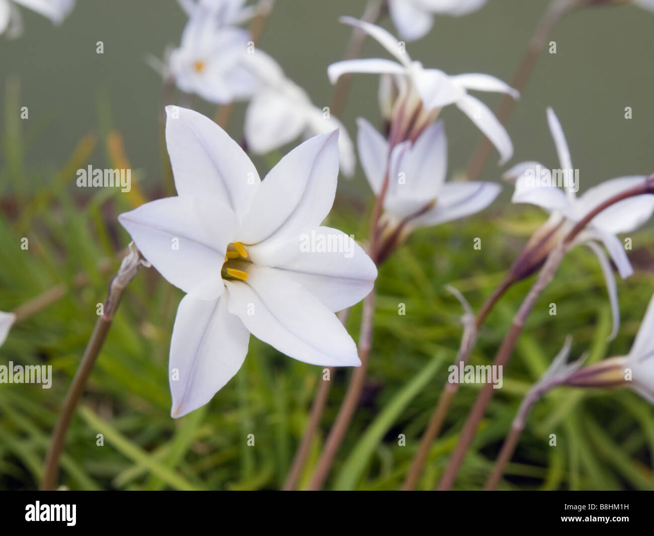 La Gran Bretagna UK Aprile Ipheion uniflorum Spring Starflower fiori in close up Foto Stock