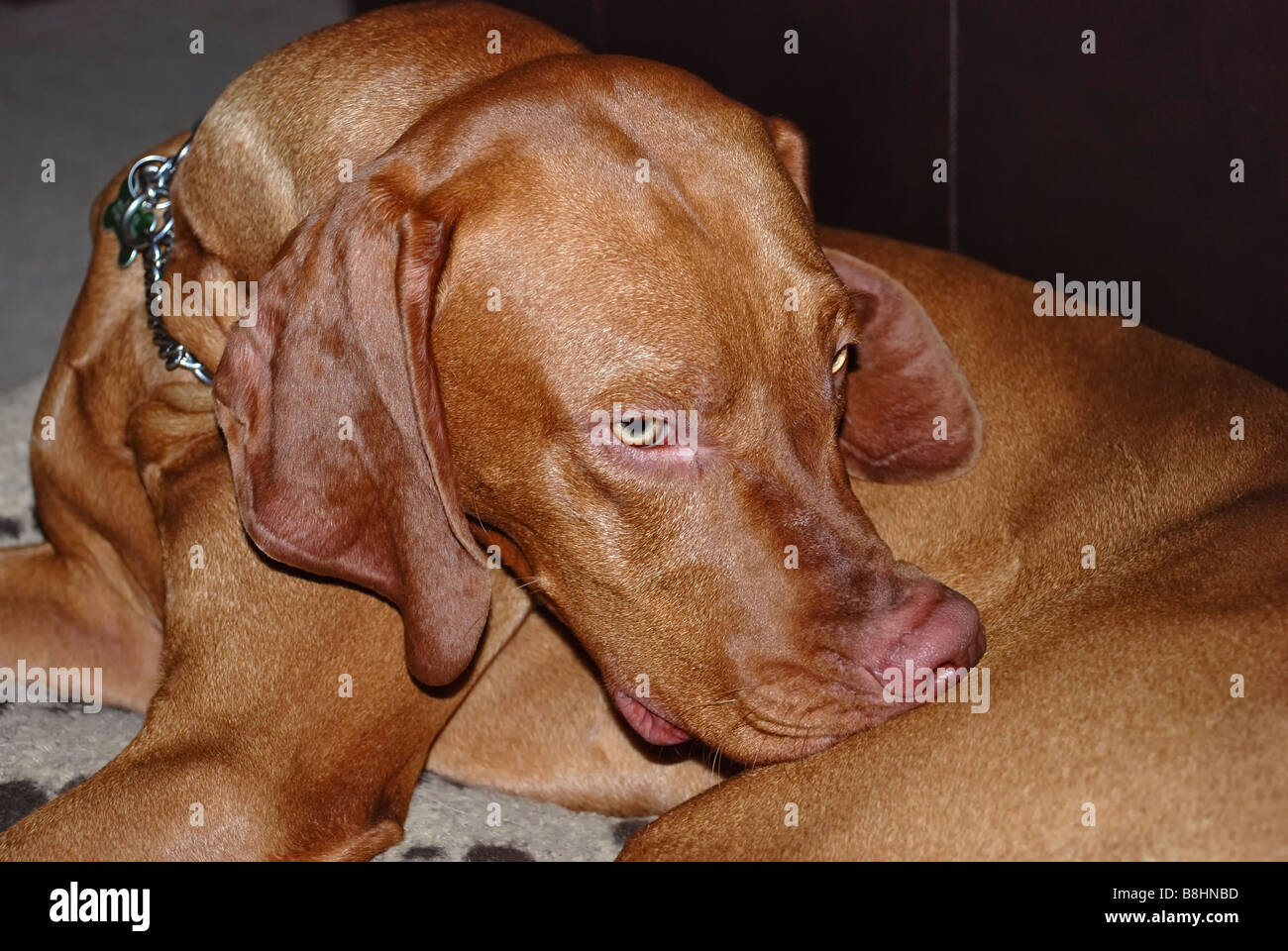 Giovane ungherese vizsla cane con la faccia schiacciata masticare se stesso per alleviare un prurito Foto Stock
