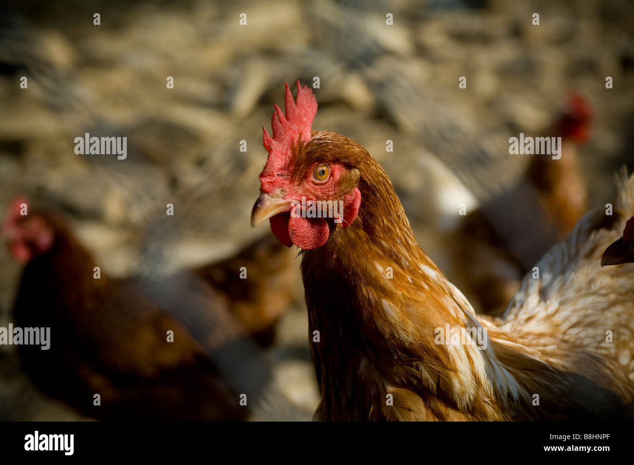 Big brown galline esplorare i dintorni in una fattoria rurale della Carolina del Nord Foto Stock