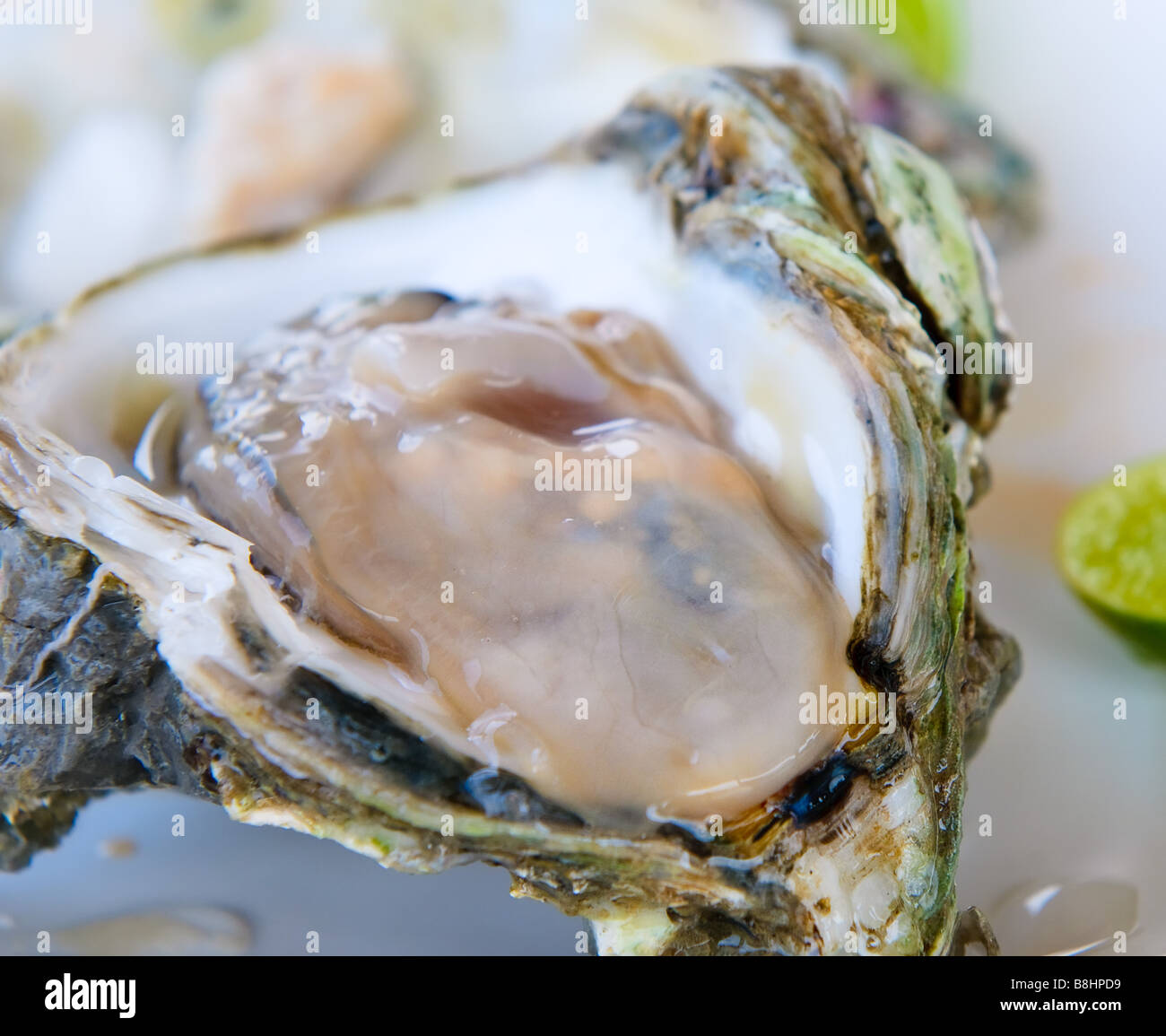 Ostriche fresche molto superficiale la messa a fuoco Foto Stock