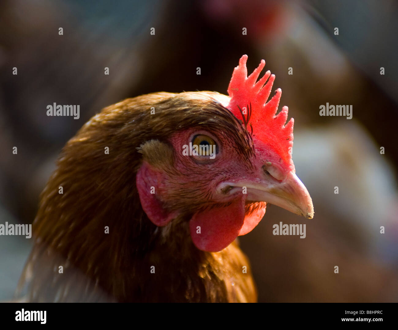 Big brown galline esplorare i dintorni in una fattoria rurale della Carolina del Nord Foto Stock