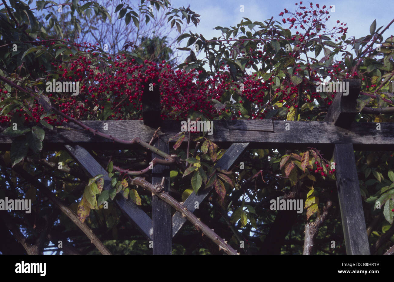 Autunno rosso rosa anca bacche di rosa Kiftsgate, Henrietta Park Bath Spa Regno Unito Foto Stock