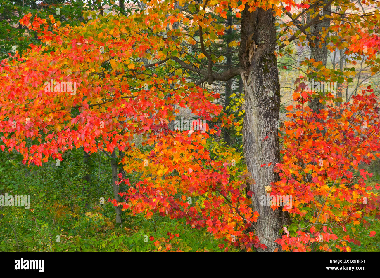 Un albero di acero variopinta con caduta delle foglie colore nelle Montagne Adirondack nello Stato di New York STATI UNITI D'AMERICA Foto Stock