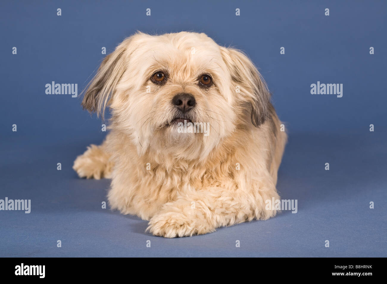 Shih tzu face immagini e fotografie stock ad alta risoluzione - Alamy