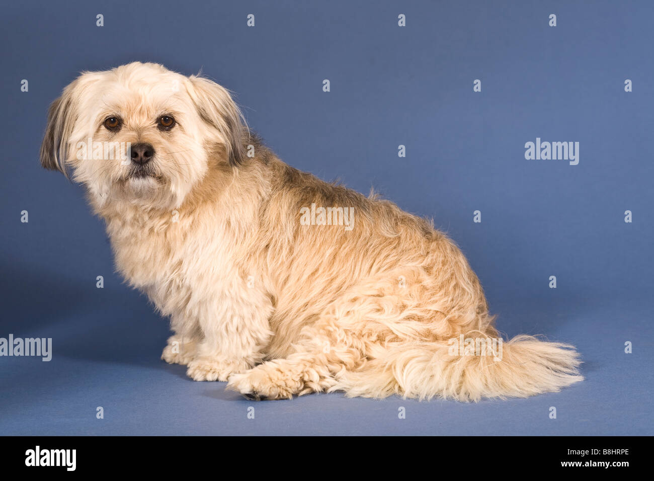 Shih Tzu-Maltese croce dog Foto Stock