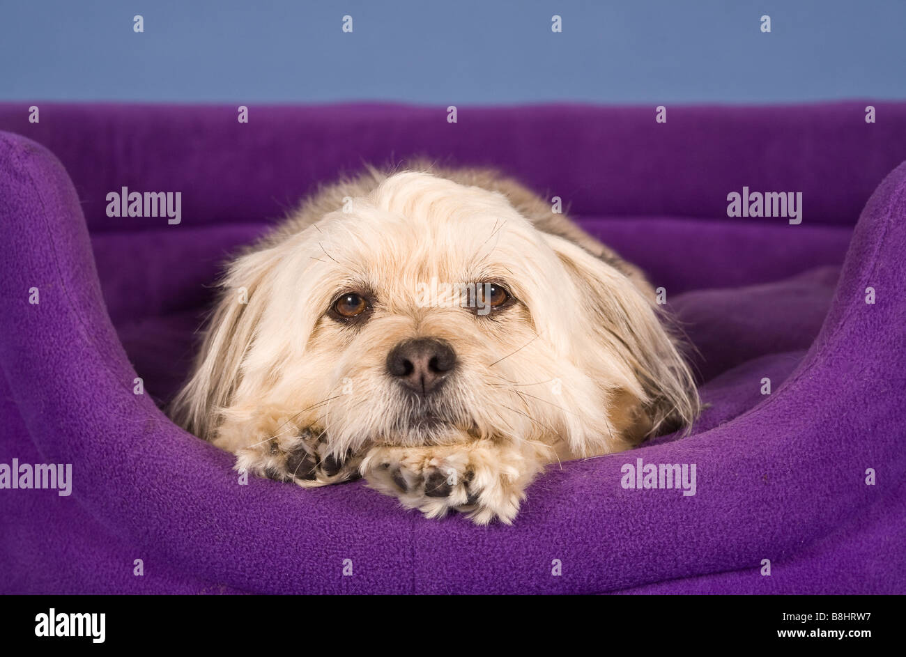 Shih Tzu-Maltese croce dog Foto Stock