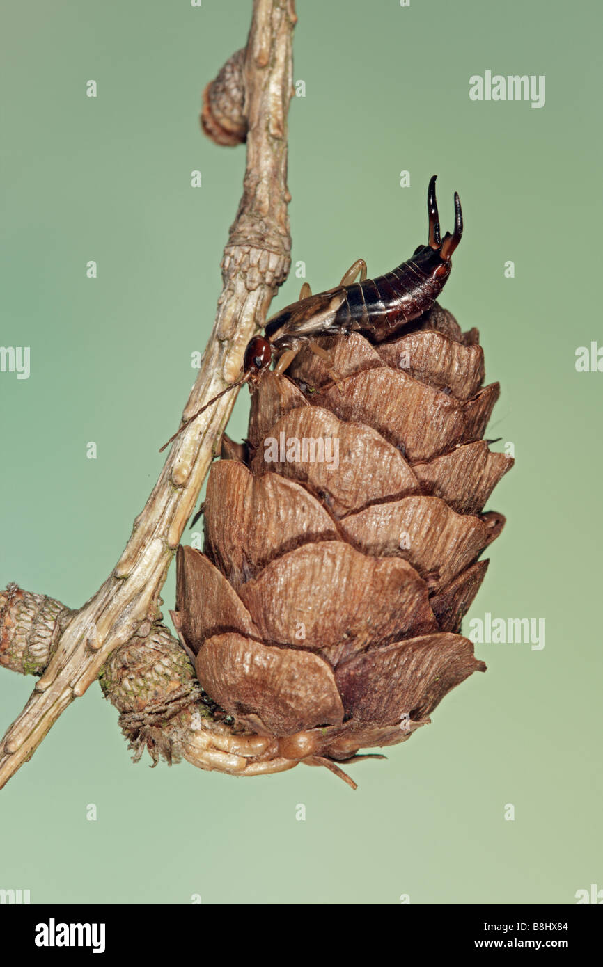 Earwig Forficula auricularia sul cono di pino Foto Stock