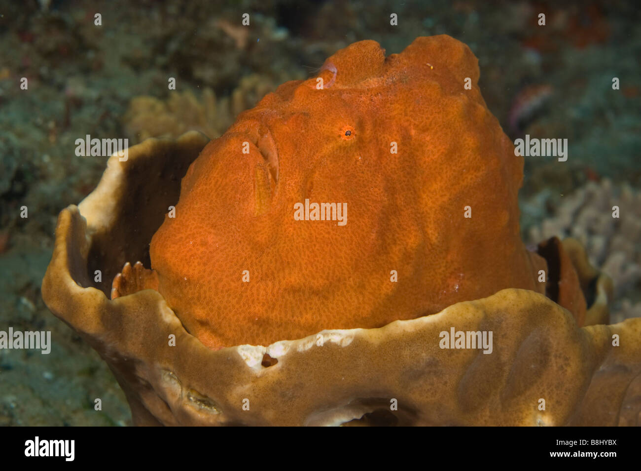 Una luce arancione brillante pesce rana nasconde in sé in una ciotola di spugna. Foto Stock