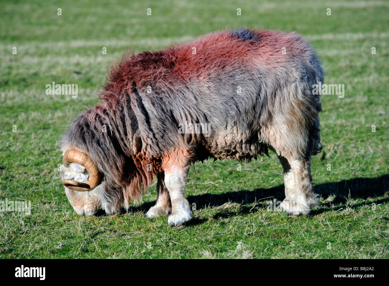 Herdwick ram. Caduto il piede Farm, poco Langdale, Parco Nazionale del Distretto dei Laghi, Cumbria, England, Regno Unito, Europa. Foto Stock