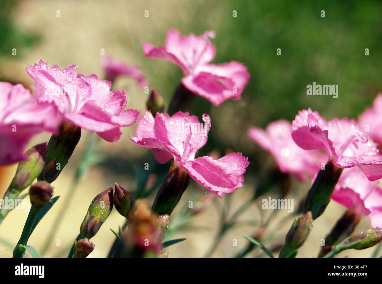 Close up di pretty pink Dianthus fiori. Foto Stock