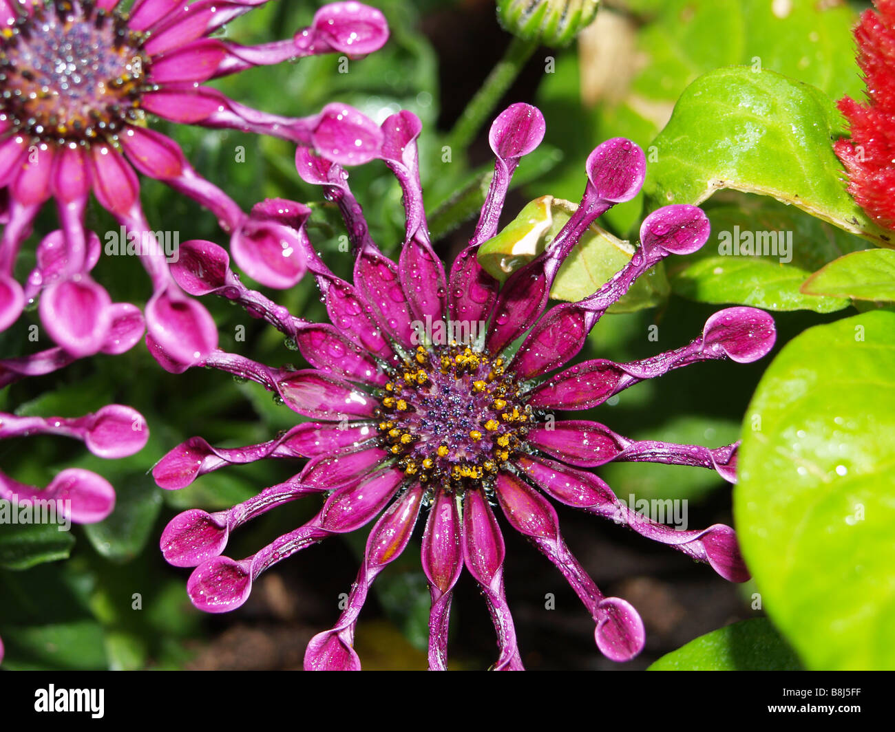 In prossimità di una vibrante e colorata Osteospermum 'Whirligig' Fiore di testa. Foto Stock