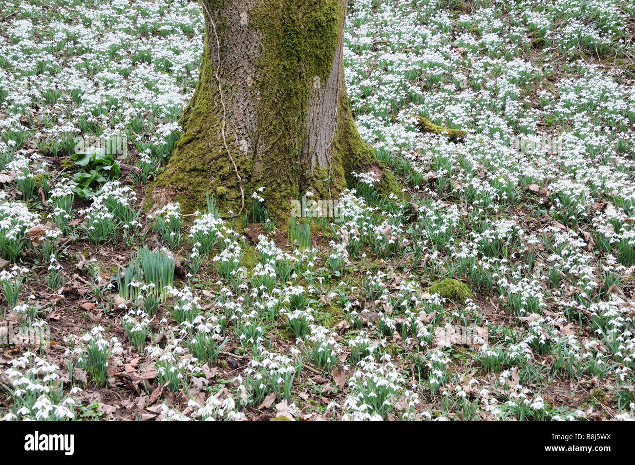 Bucaneve Galanthus nivalis round a mossy tronco di albero su un pavimento di bosco Carmarthenshire Foto Stock