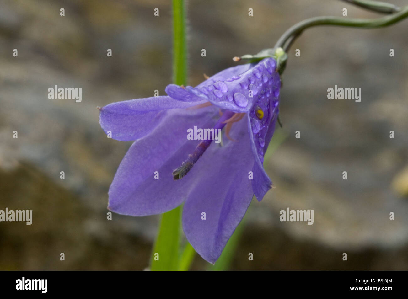 Fiore Harebell Close up con gocce di pioggia sulla petali Foto Stock