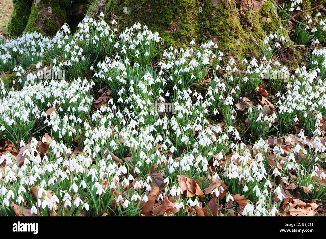 Snowdrops undre crescente di muschio un tronco di albero Carmarthenshire Galles Foto Stock