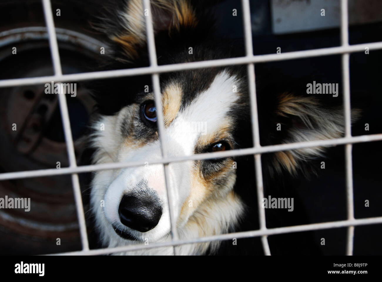 Border Collie nel retro di un Land Rover, su una fattoria in Brecon Beacons, Galles Foto Stock