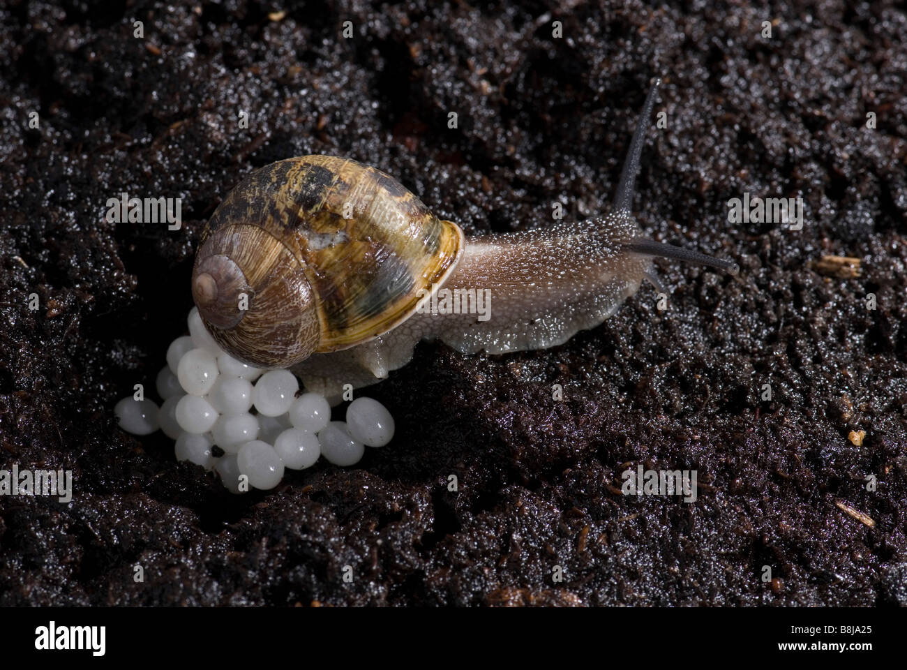 Giardino lumaca Helix Aspersa la deposizione delle uova nel suolo di notte Foto Stock