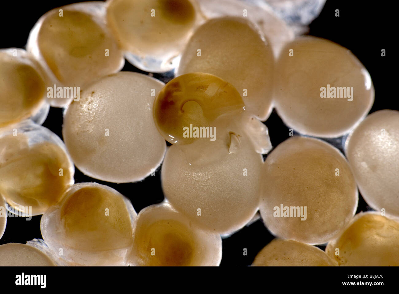 Giardino lumaca Helix Aspersa appena nati da uova Foto Stock